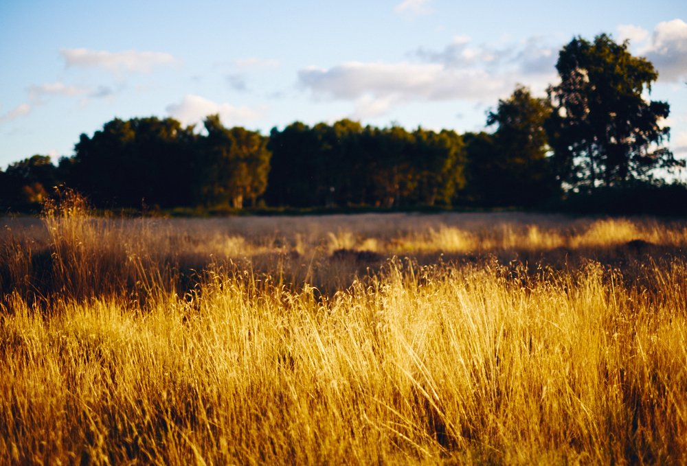 evening heather fields