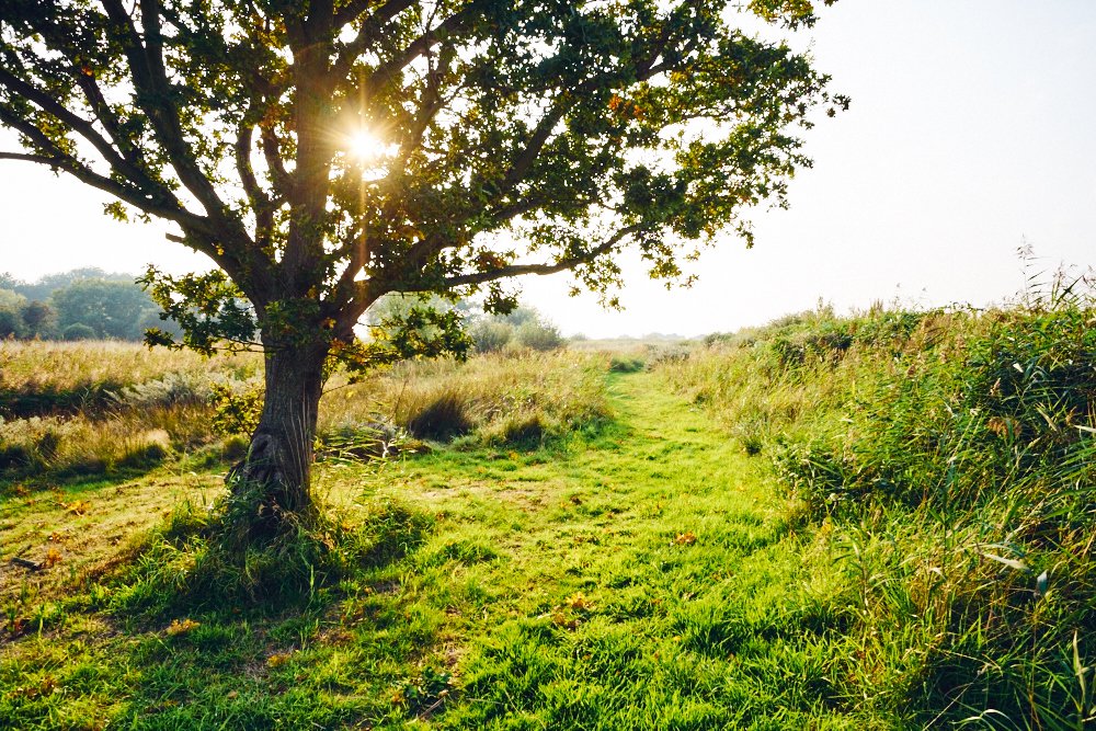 evening sun shining through the branches of a tree