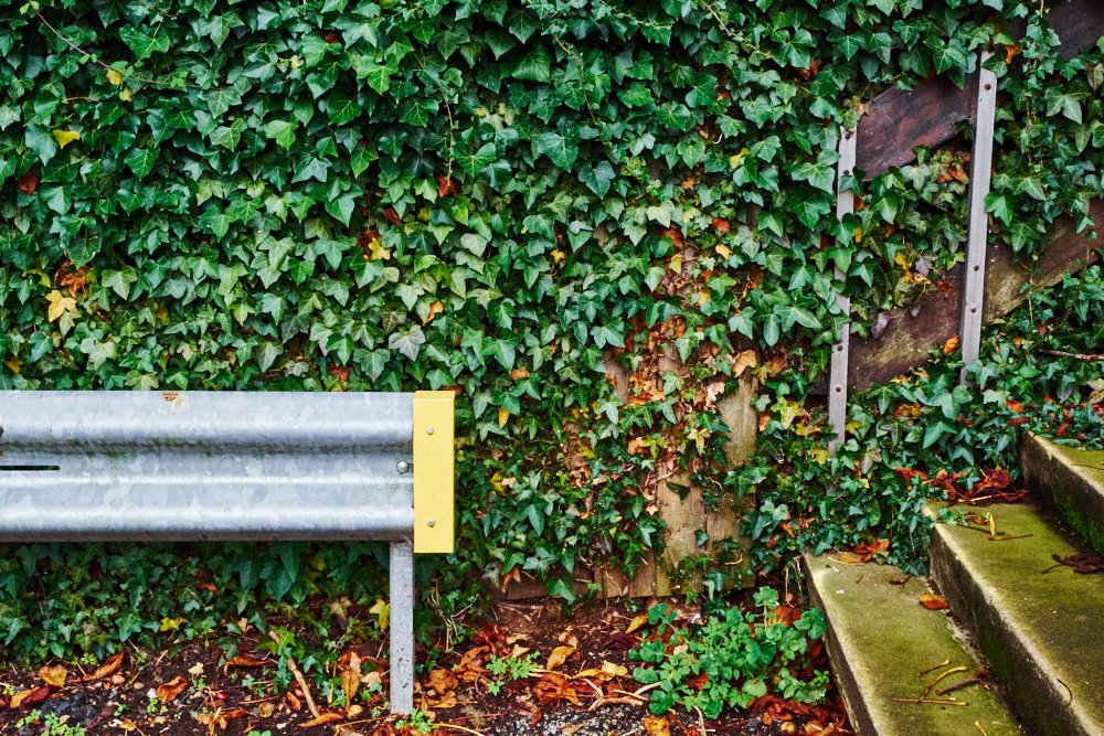 barrier and ivy-covered wall