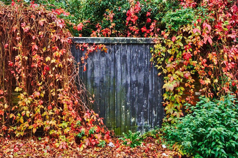 wooden gate covered in leaves