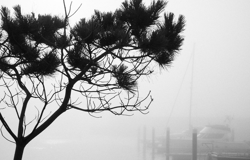 tree and foggy jetty