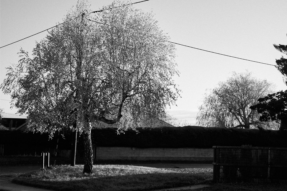 tree at the end of Beech Road