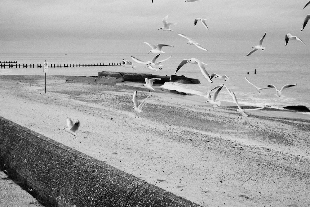 flock of seagulls at the beach