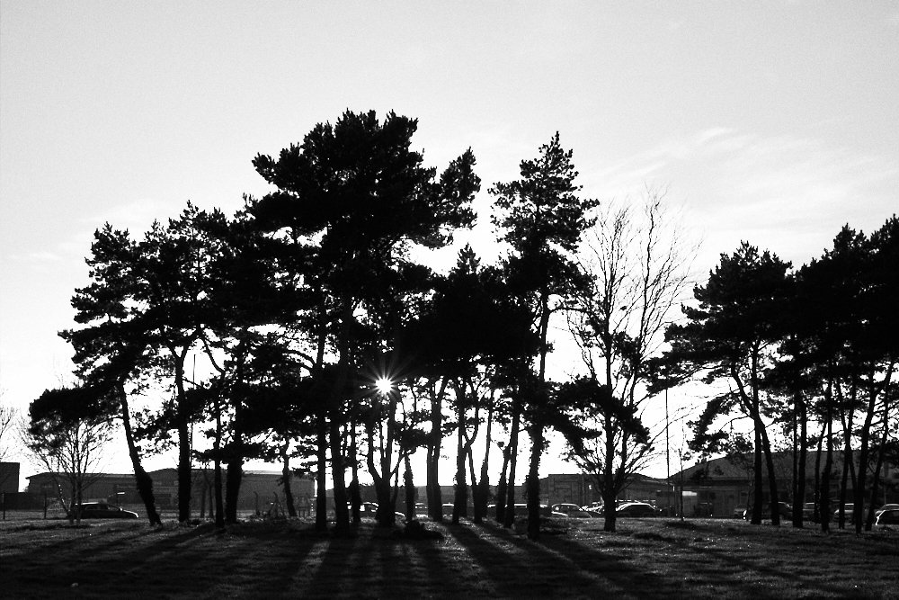 roundabout trees