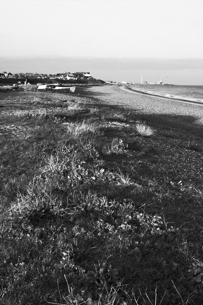 beach grass