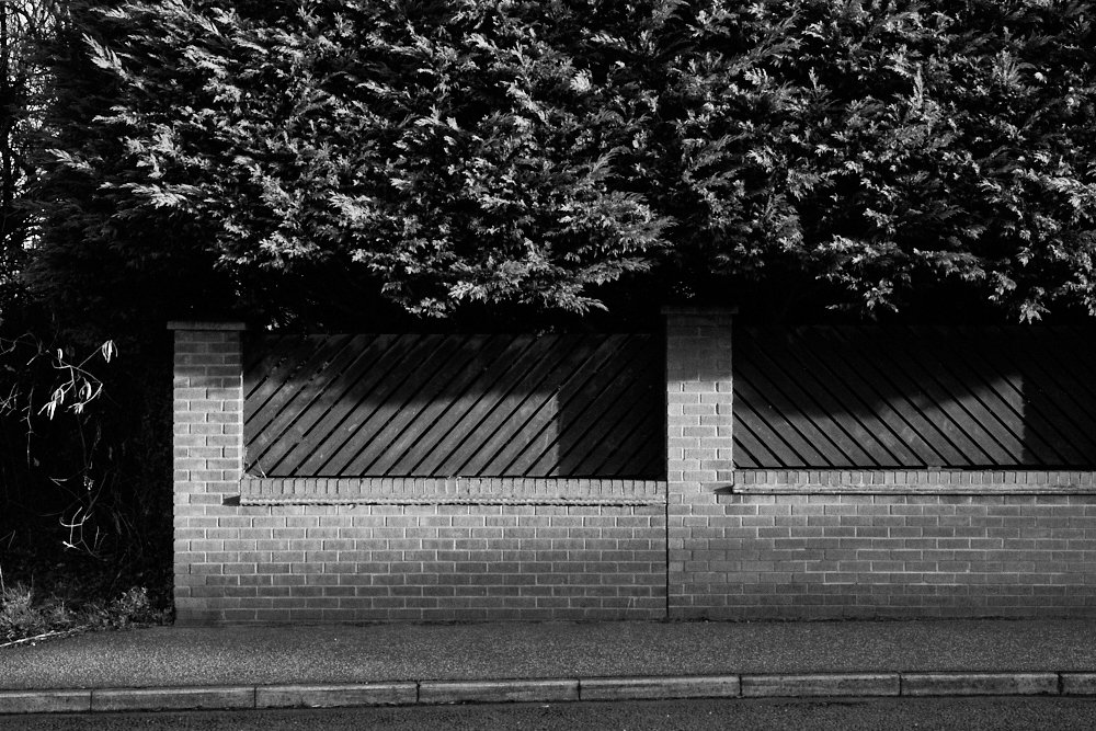 tree-covered wall