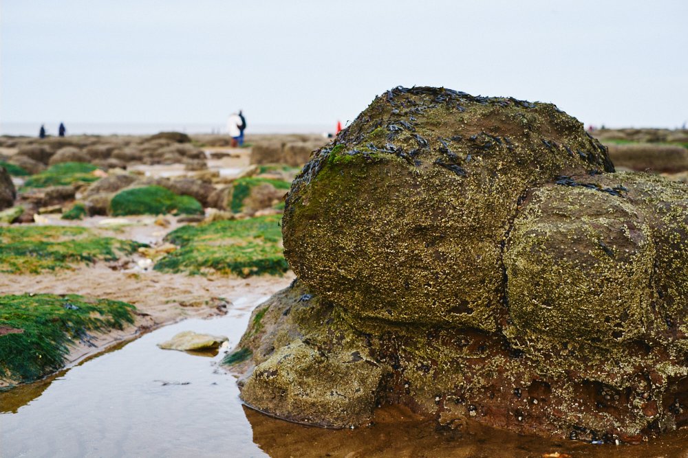 barnacled rock