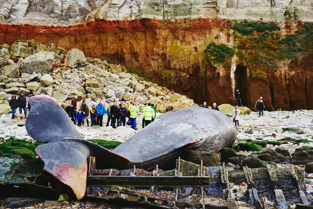 dead sperm whale