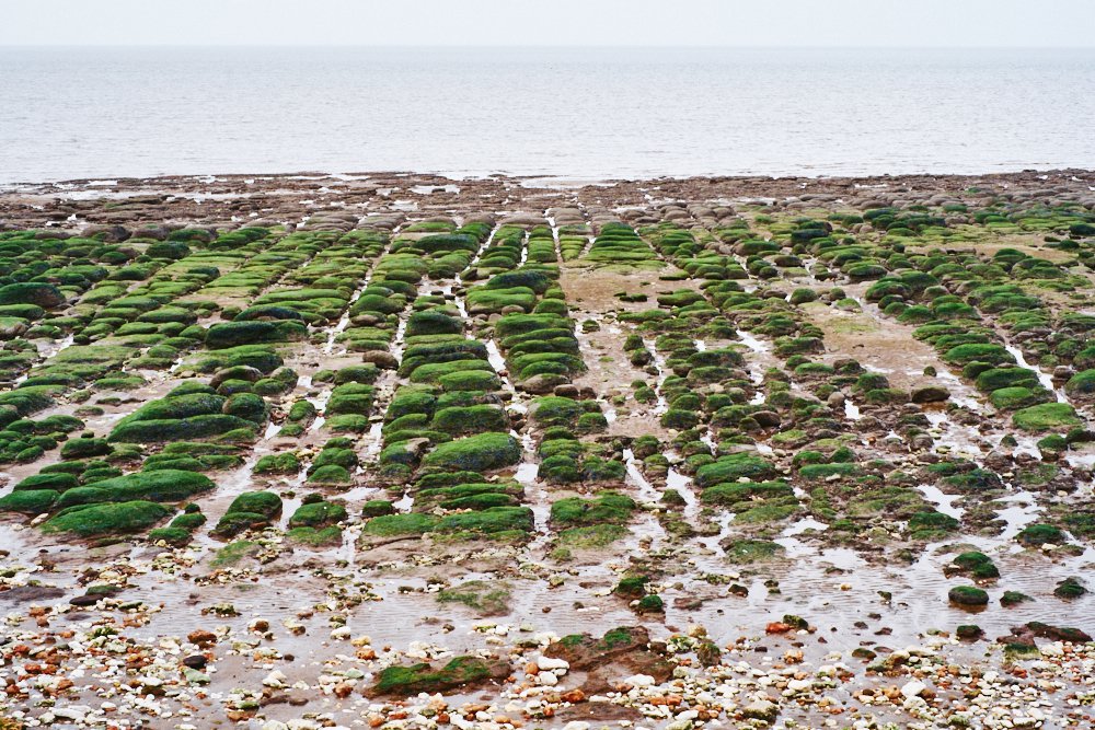 limestone pavement