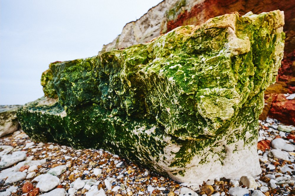 seaweeded rock