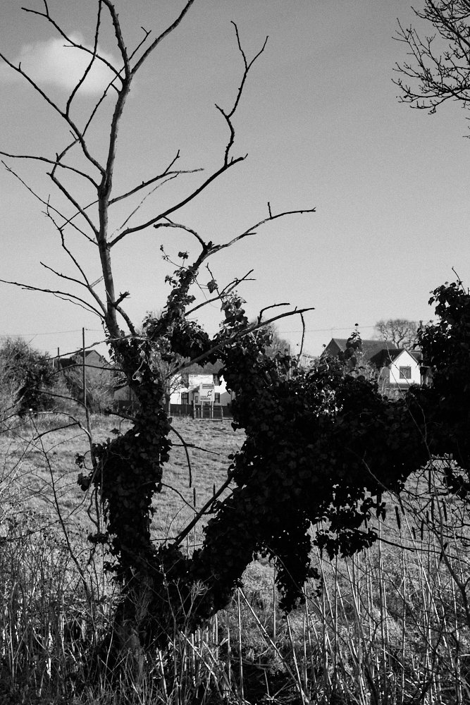 tree silhouette