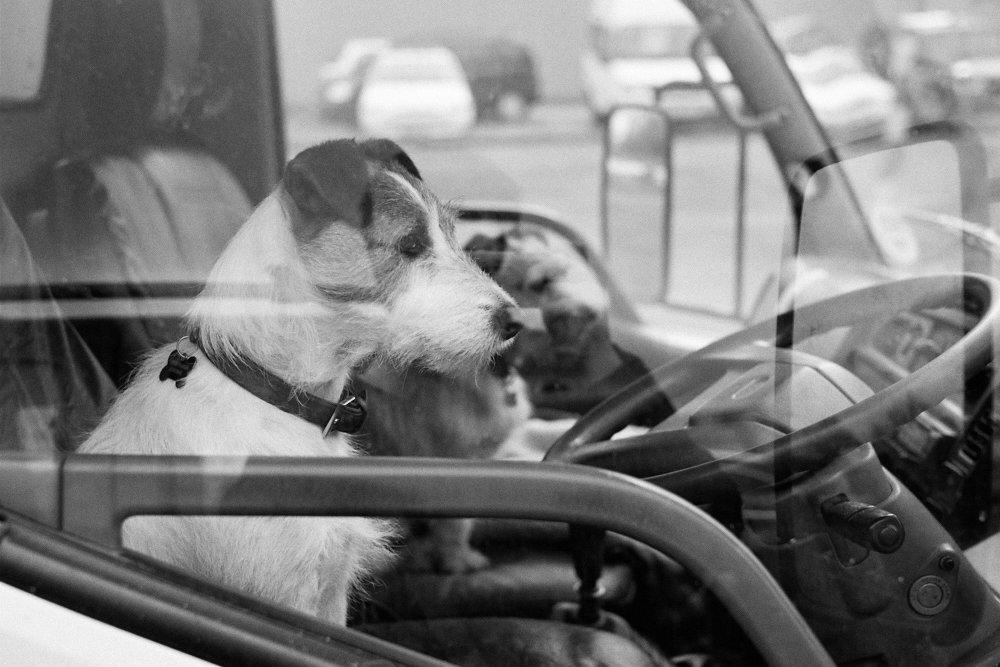 dog at the wheel of a van