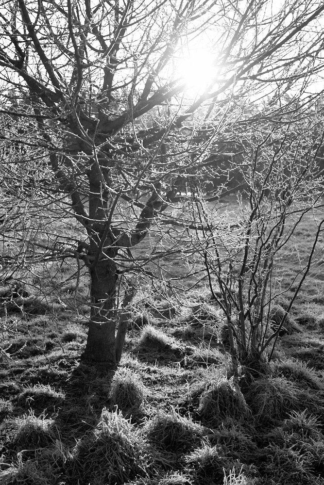frosty backlit trees