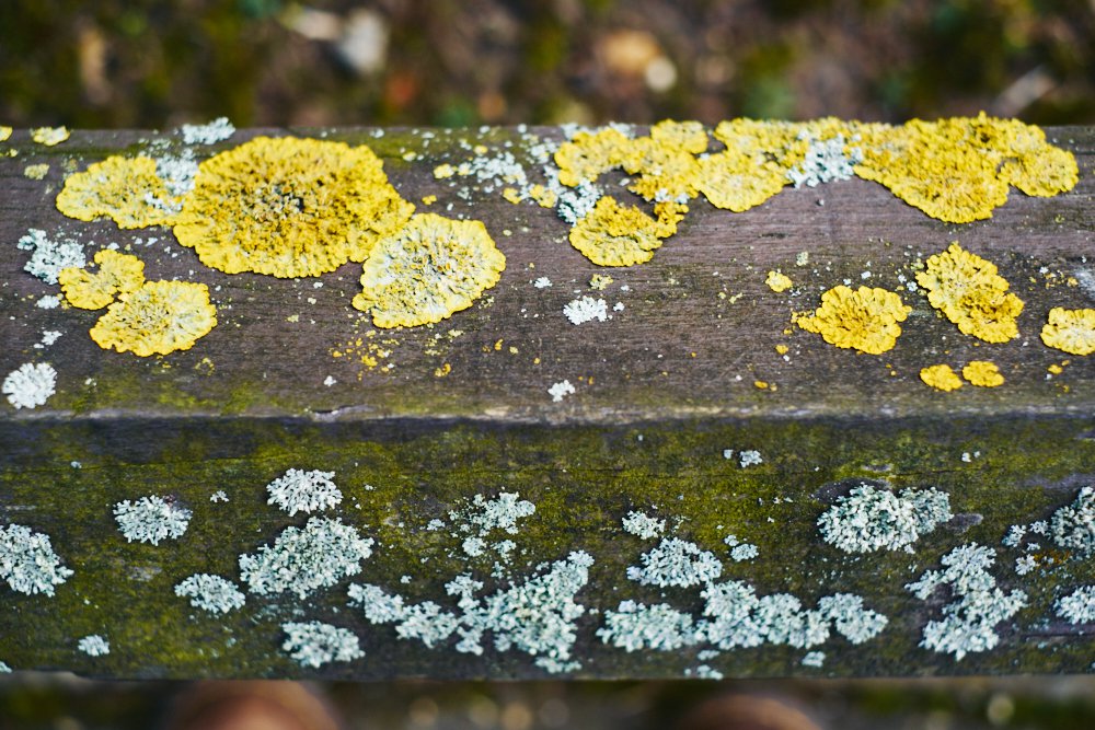 lichen on fence