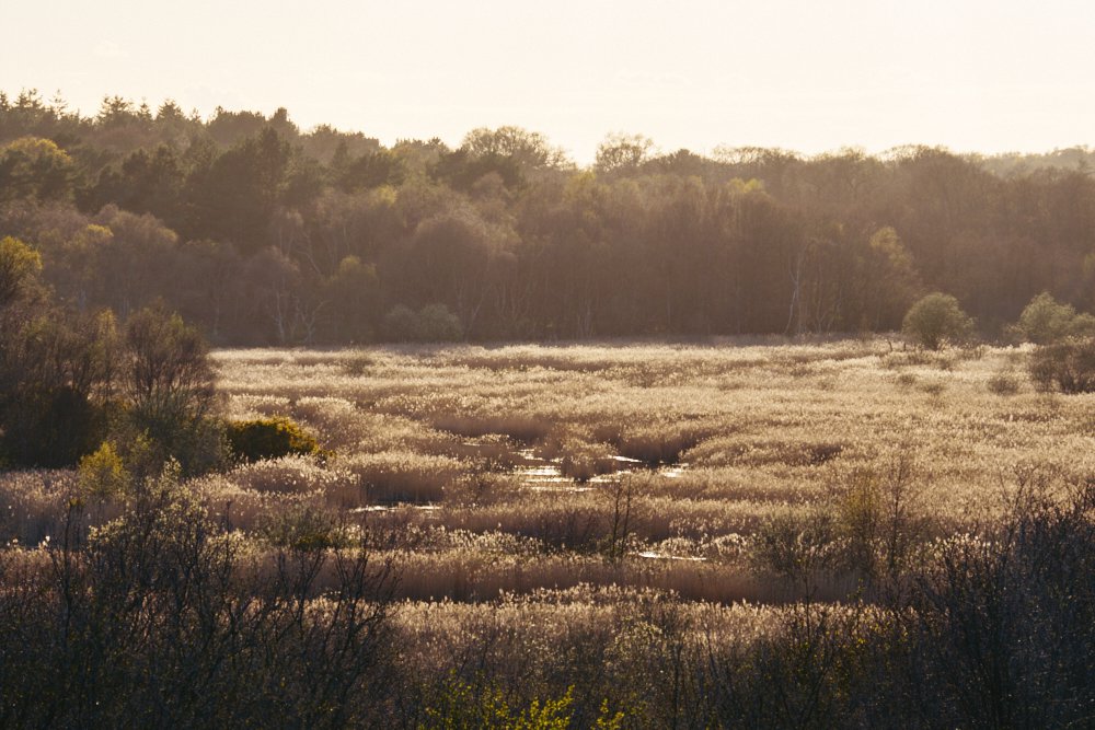 Minsmere marshland