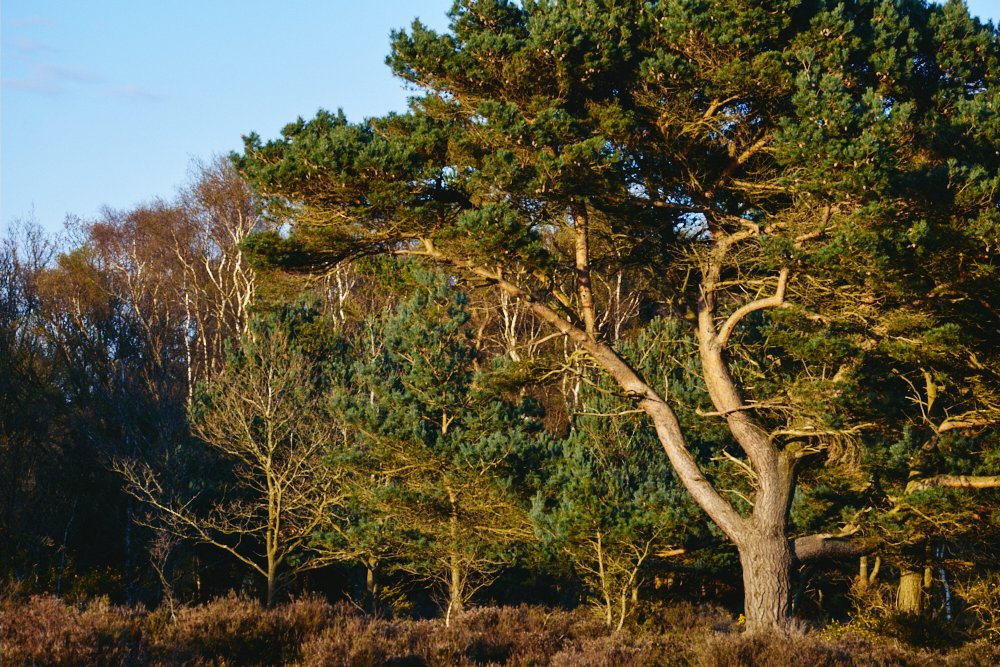 family of trees