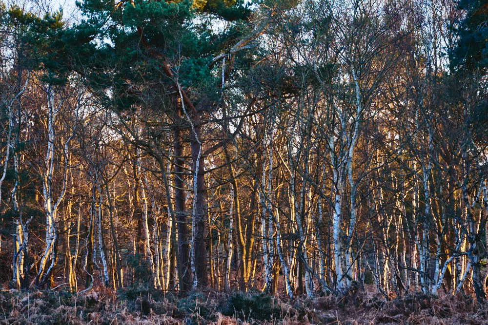 orange and blue trees