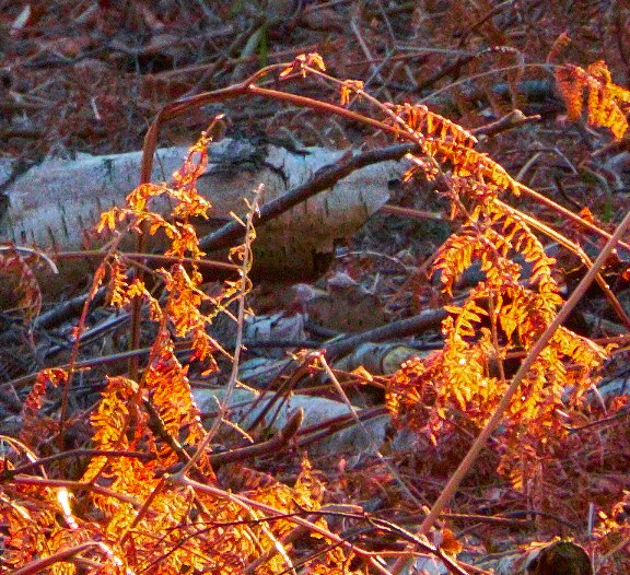 woodland orange streaks crop