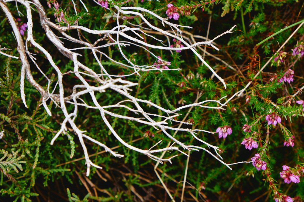 bone white branches