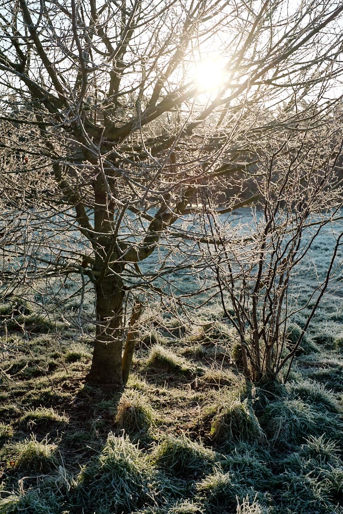 backlit trees