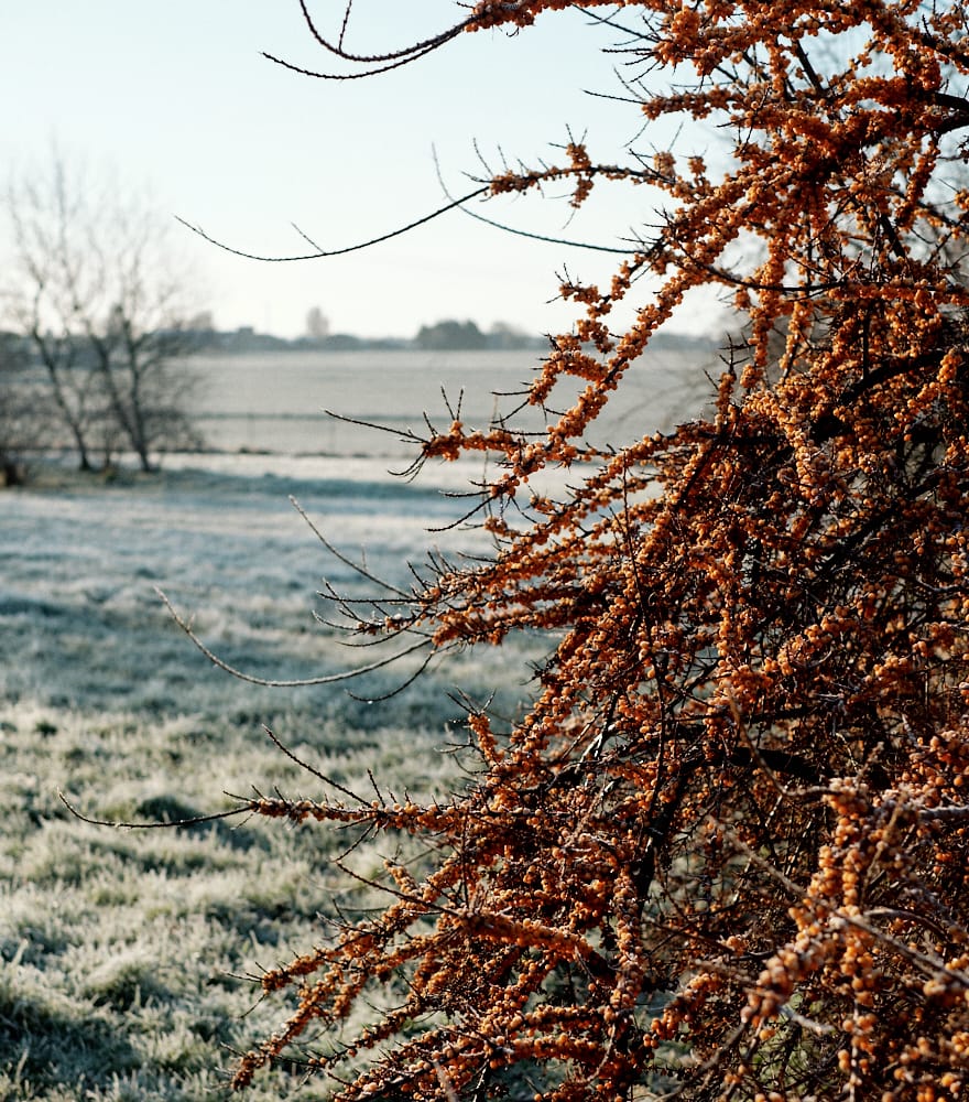 orange berry bush