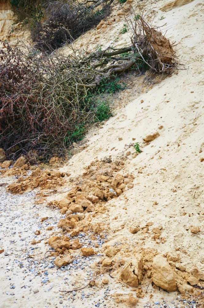 fallen tree