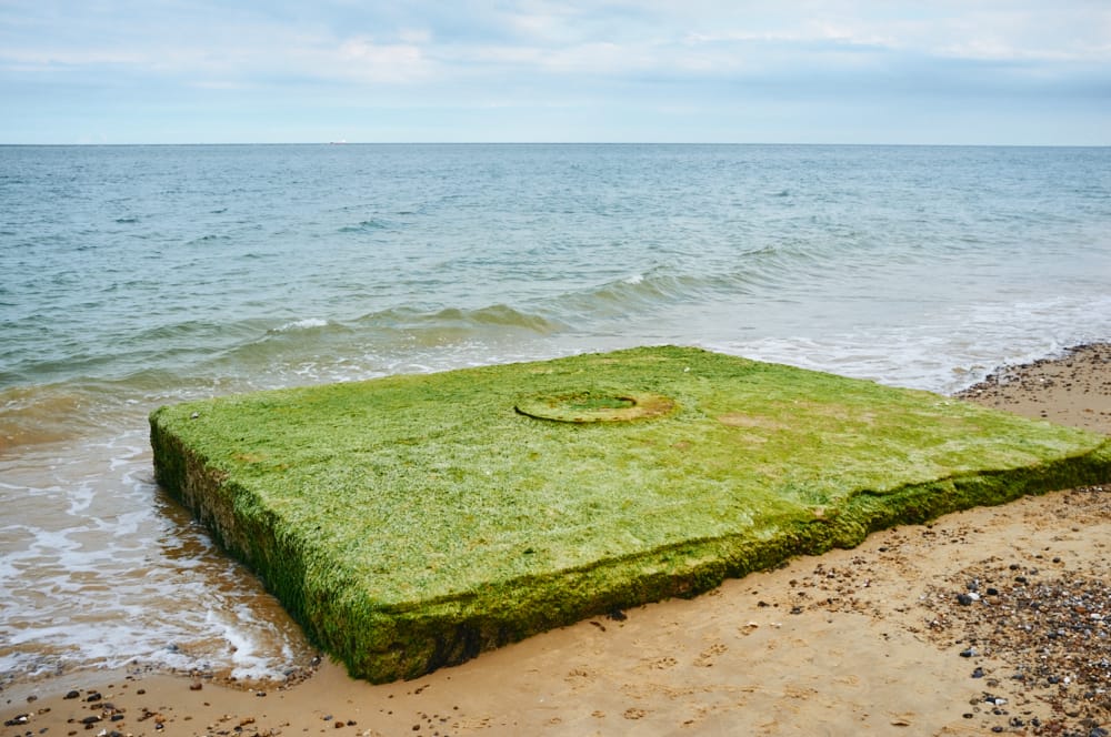seaweed-covered concrete slab