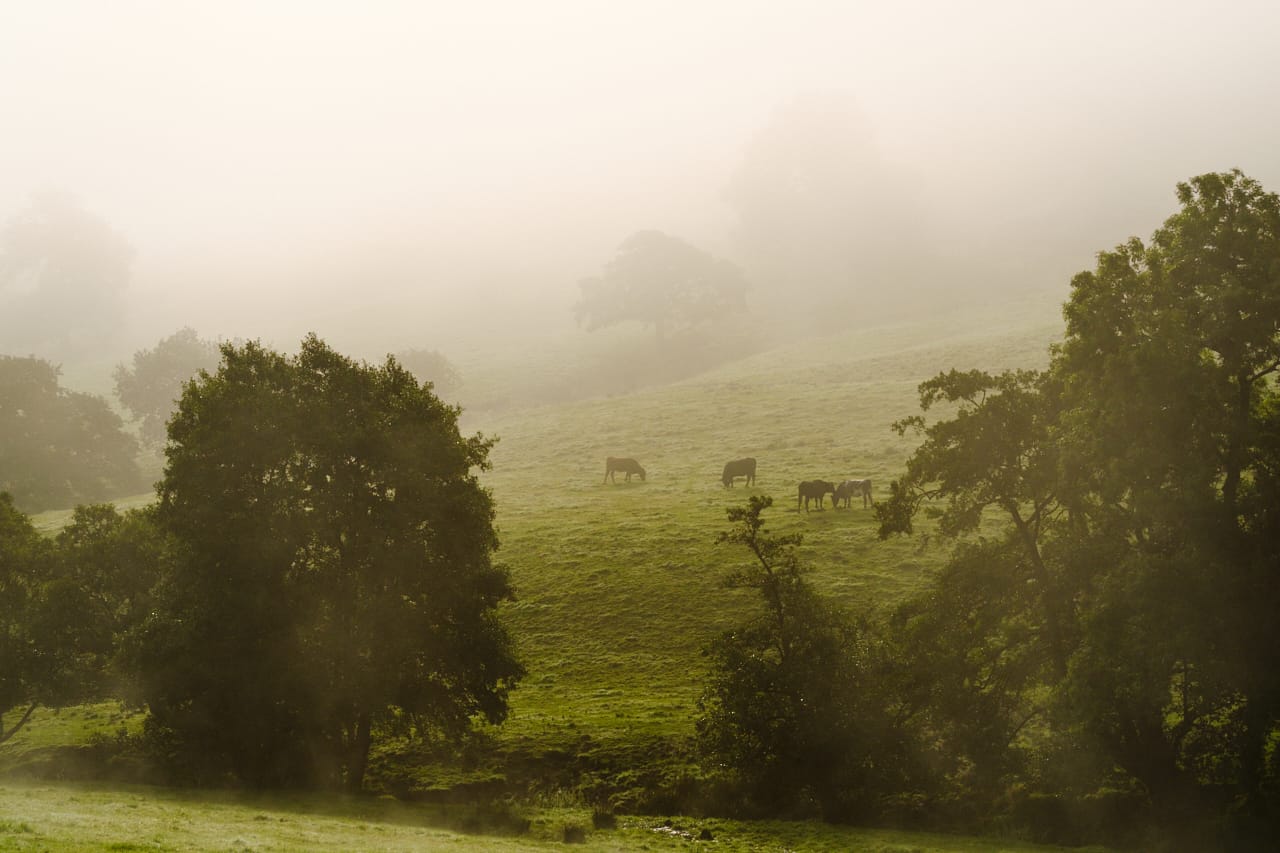 foggy landscape 2