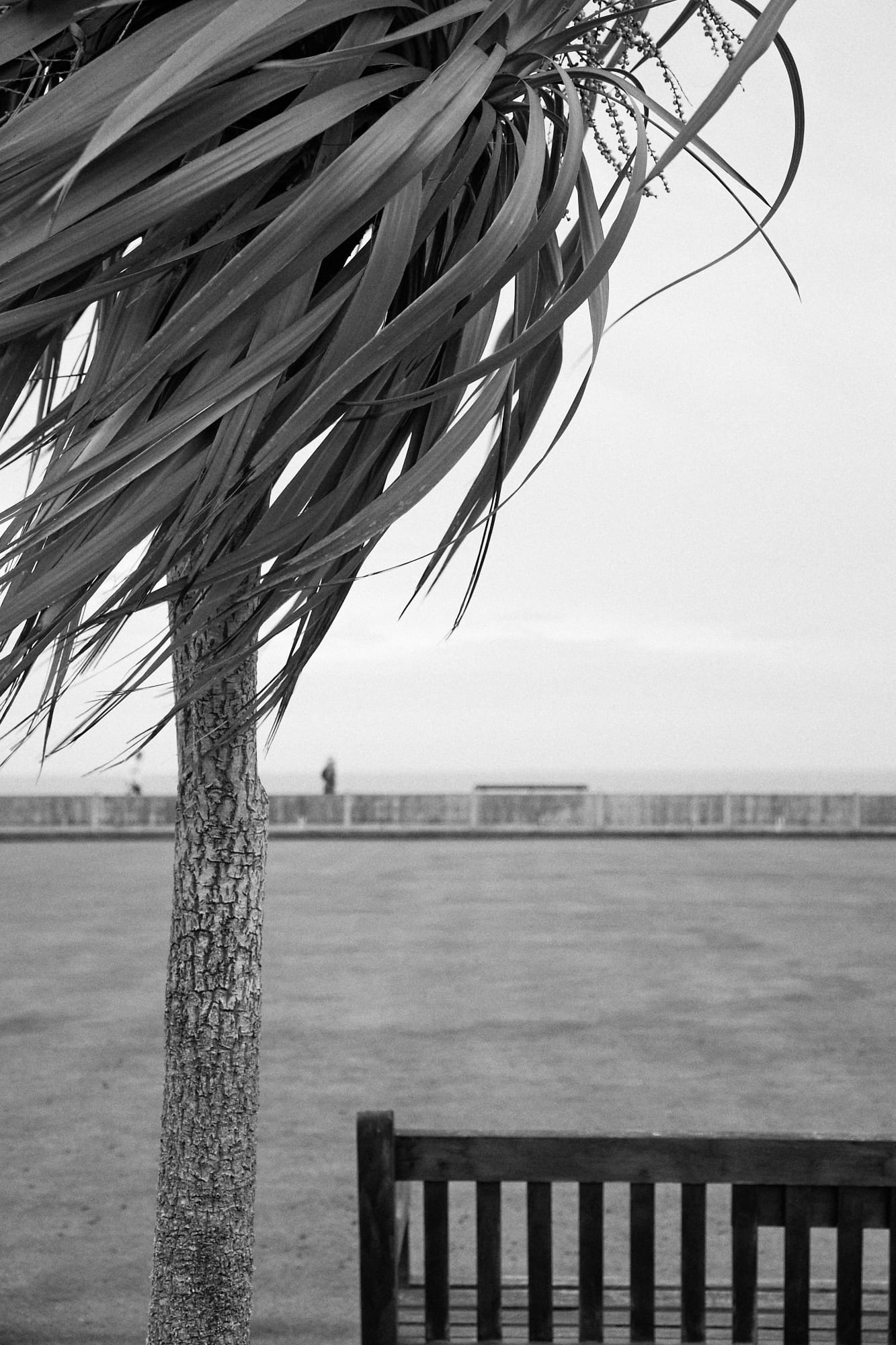 palm tree blowing in the wind