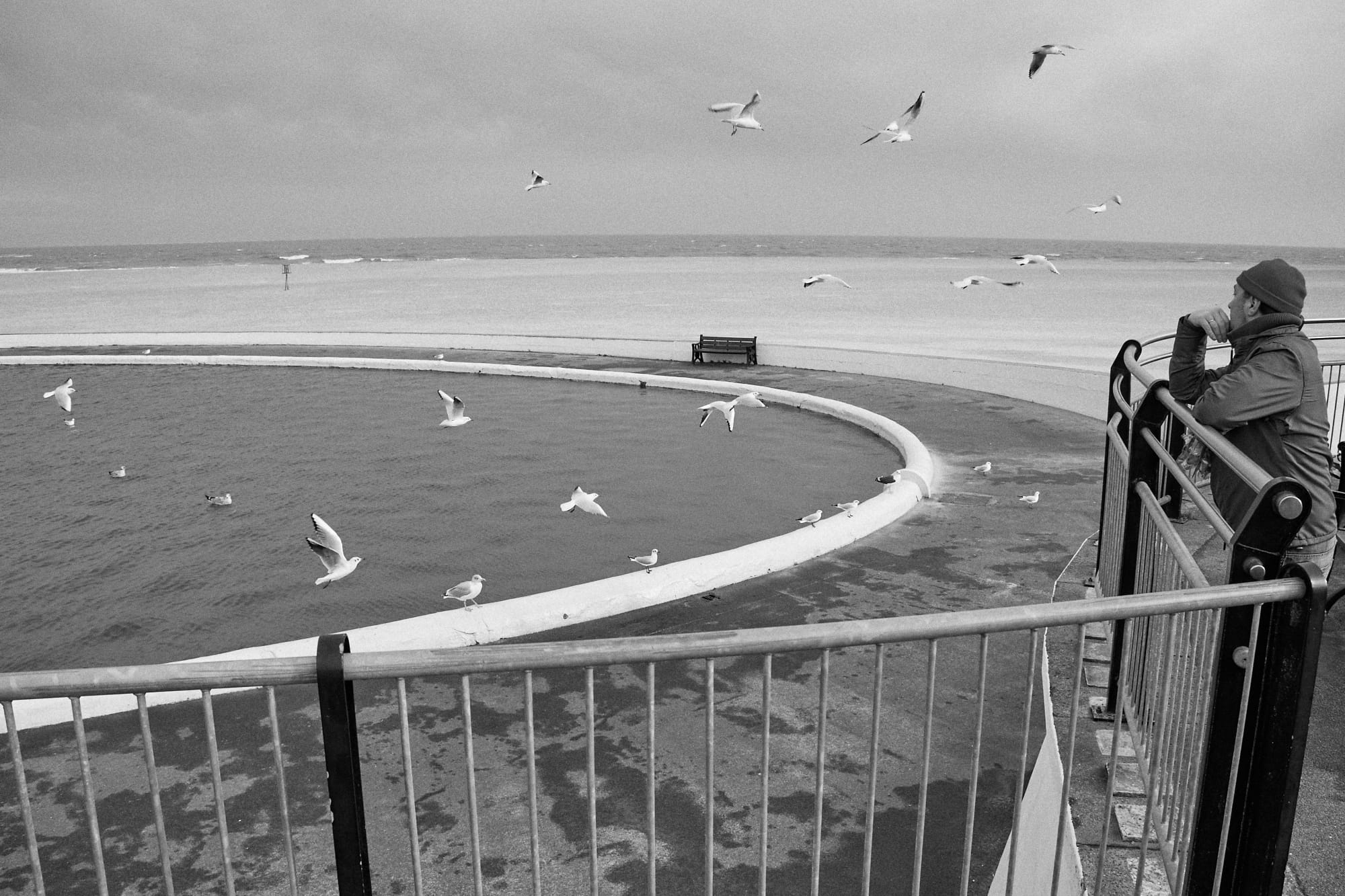 man watching seagulls