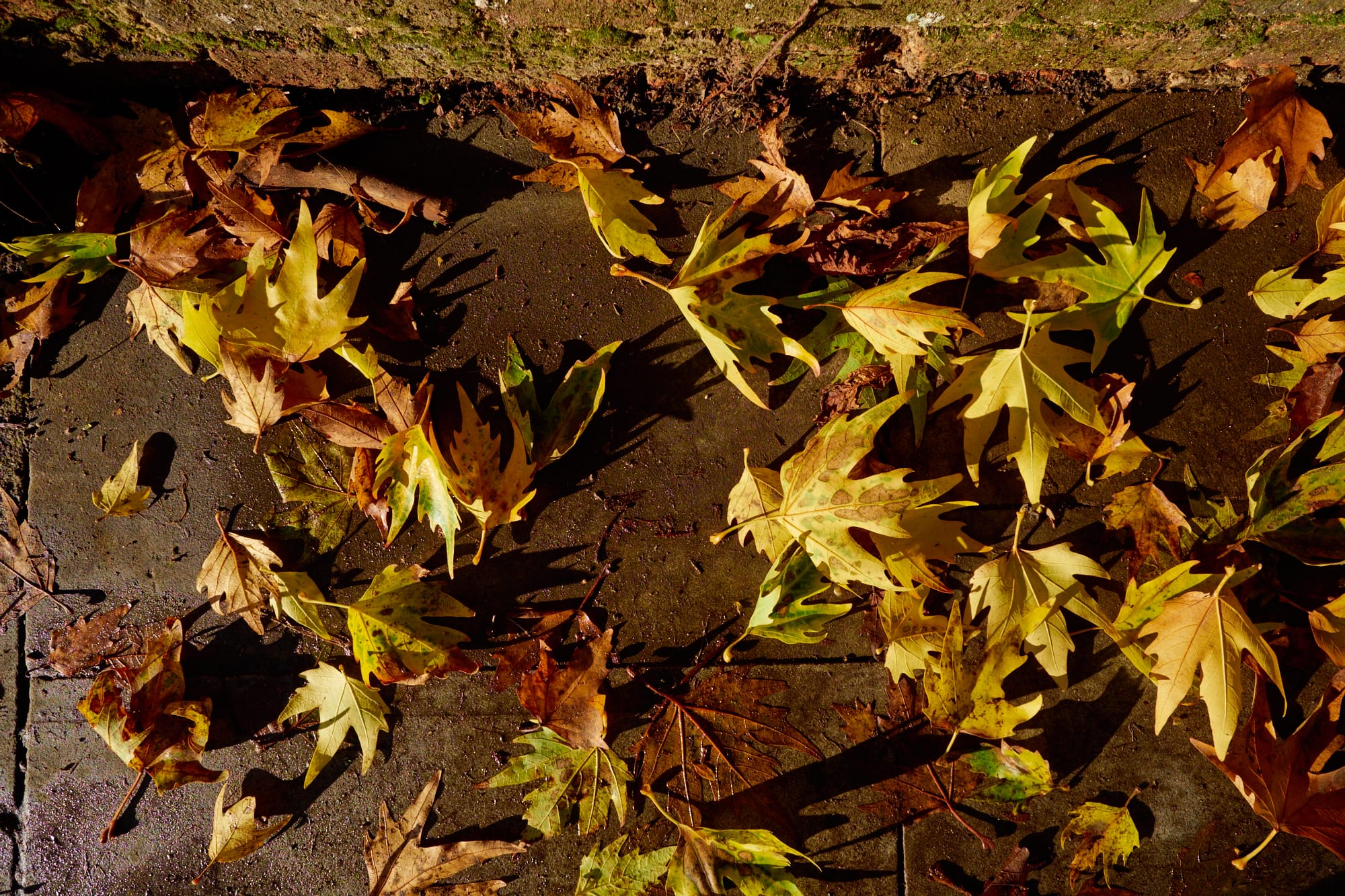 autumnal leaves on the pavement