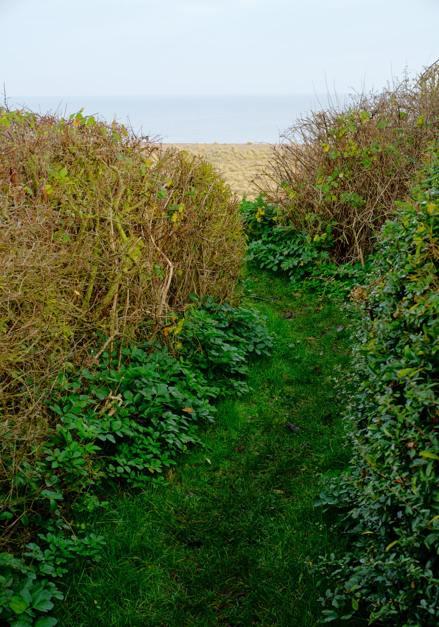 path to cliff overlook