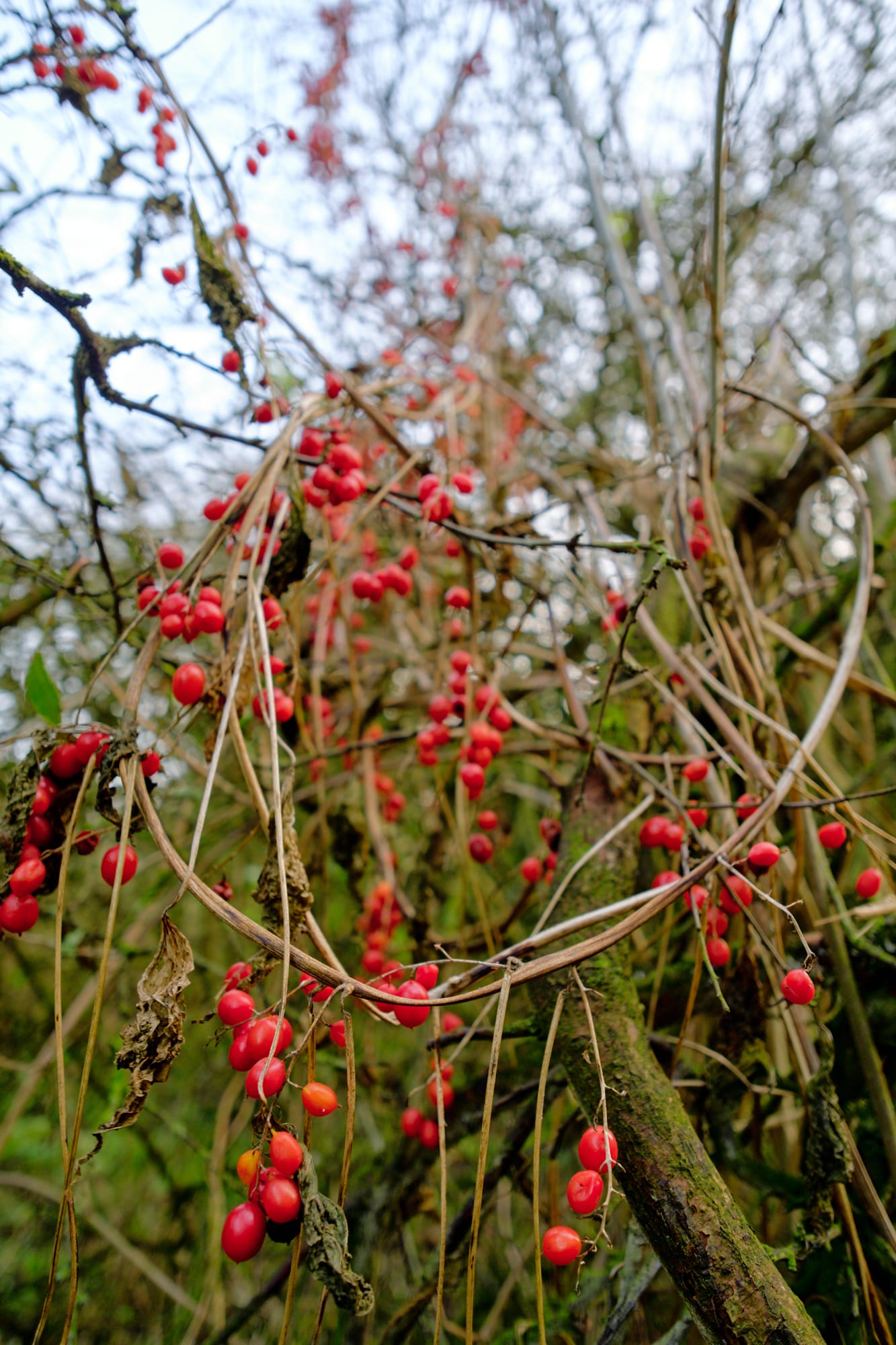 bright red berries