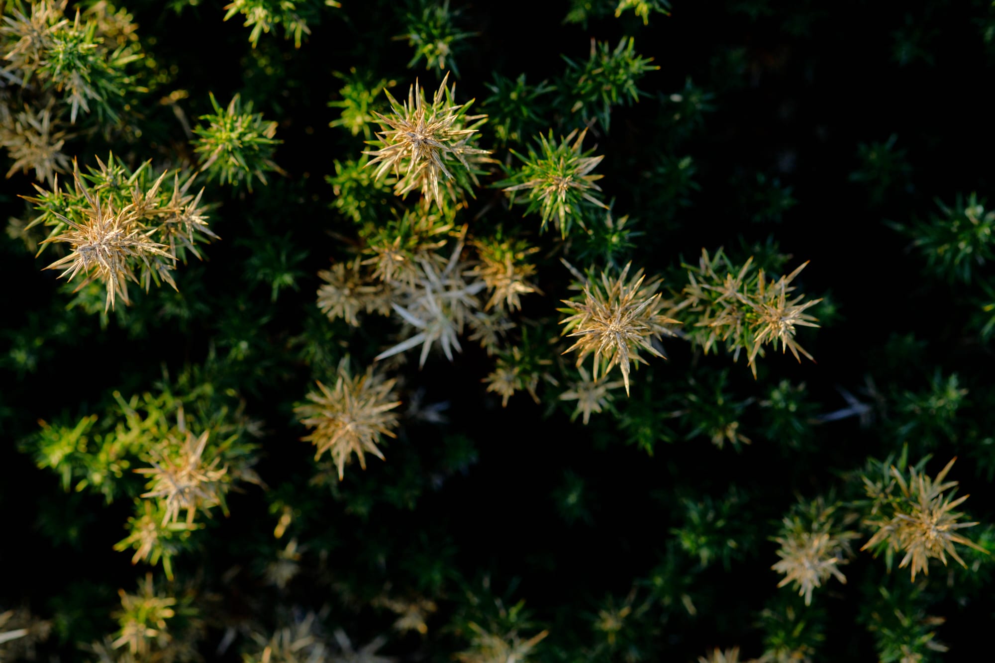 spiky bush closeup