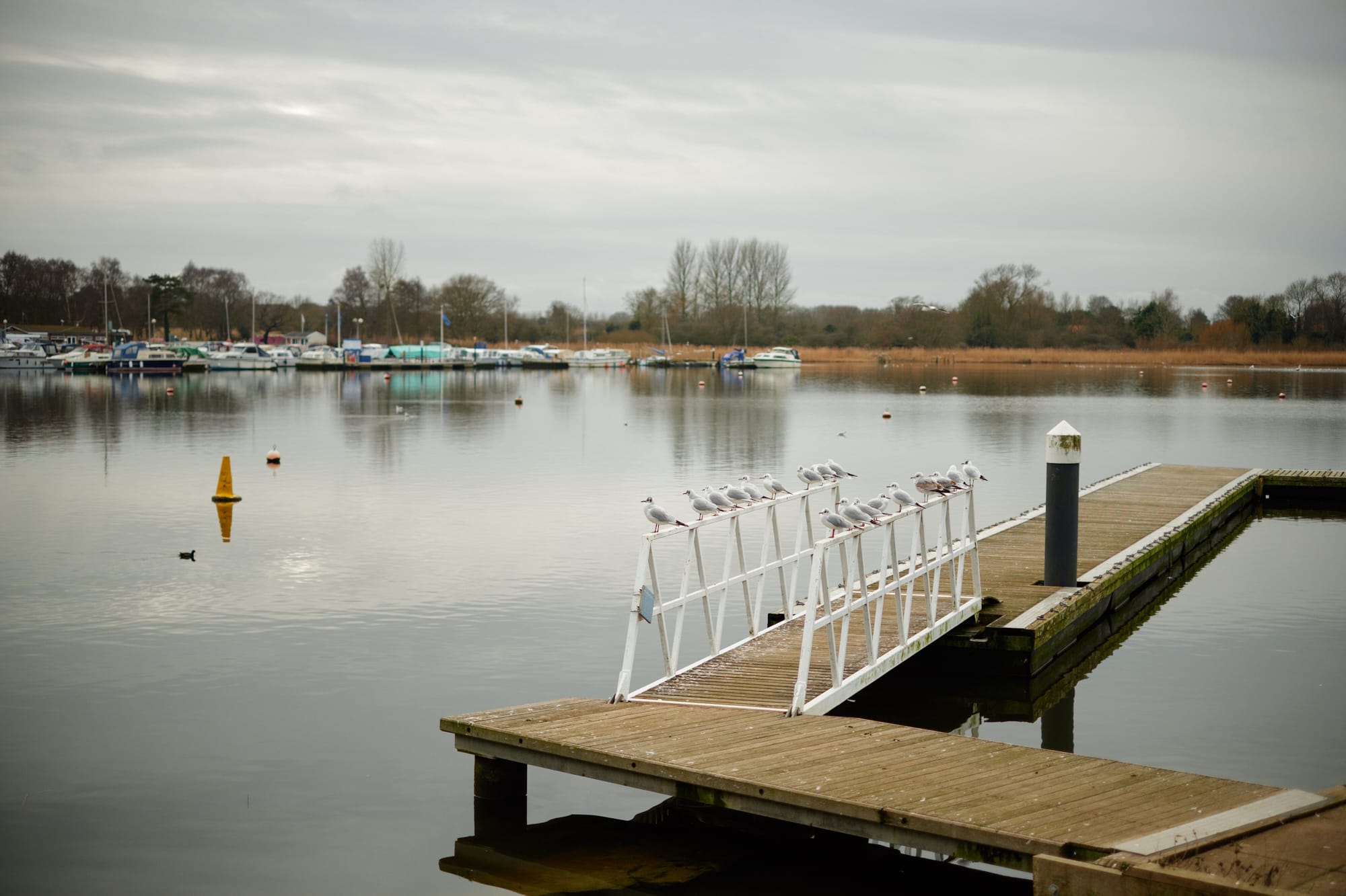 seagulls on a jetty