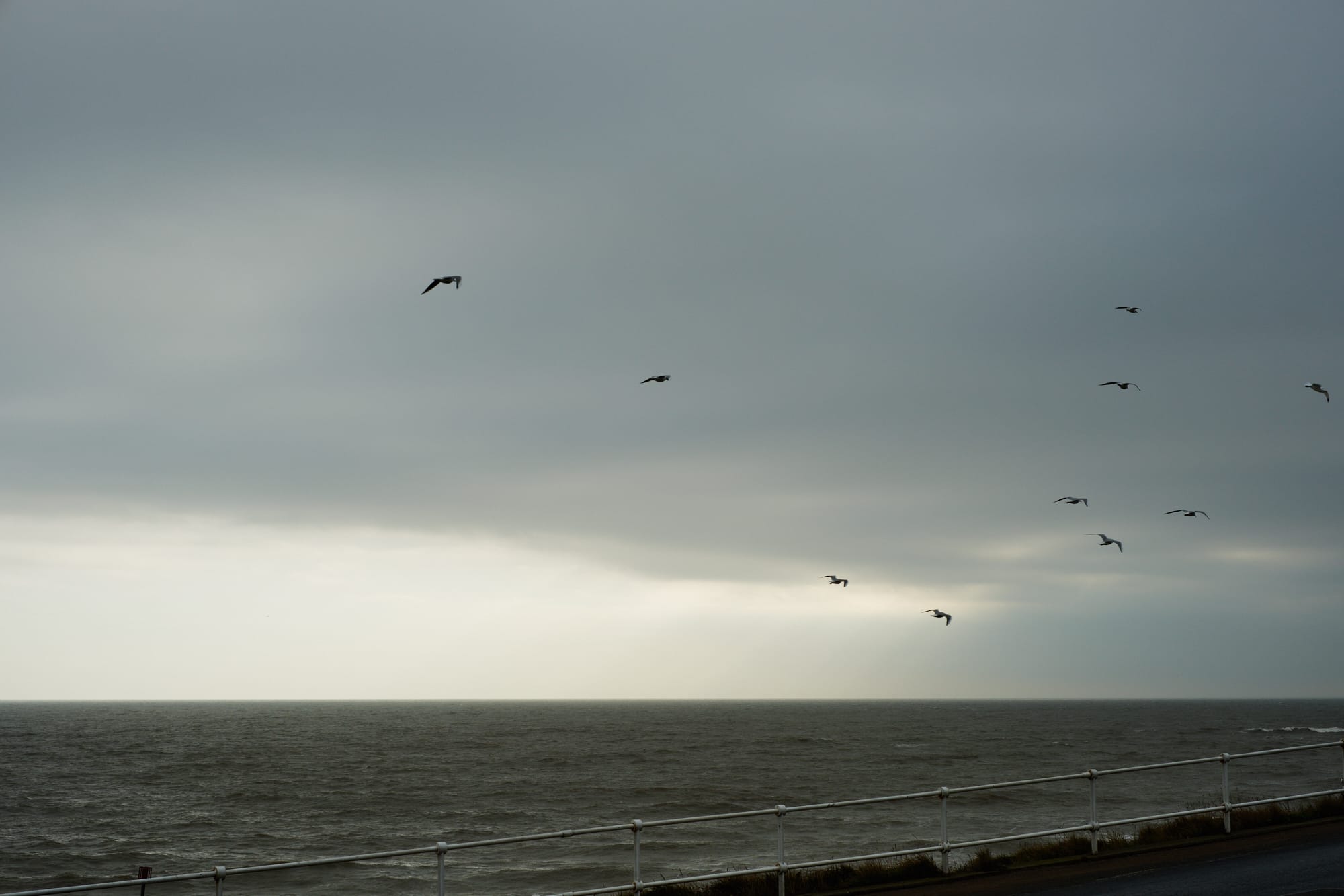 seagulls over a dark sea