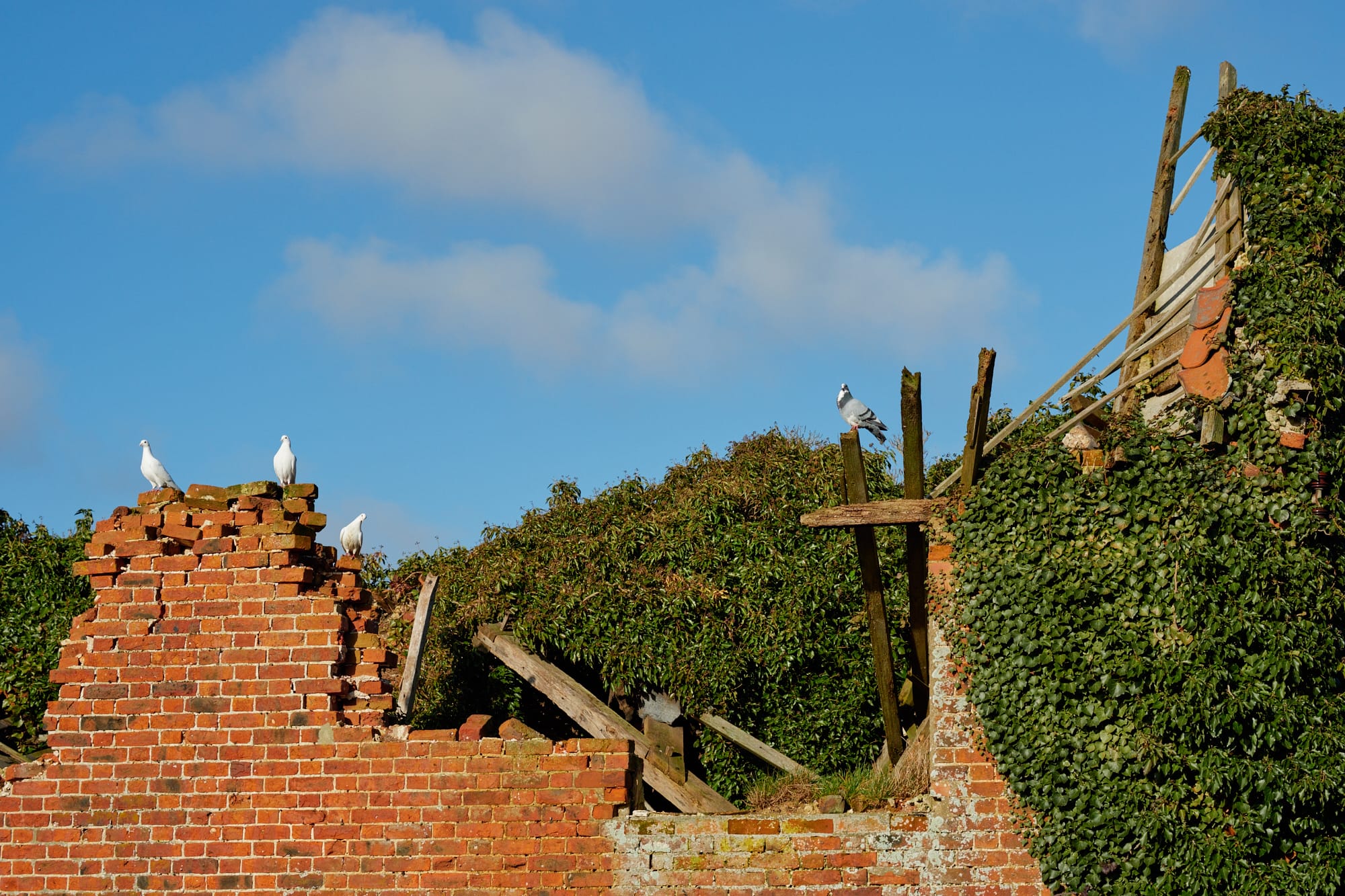 birds on a ruined building