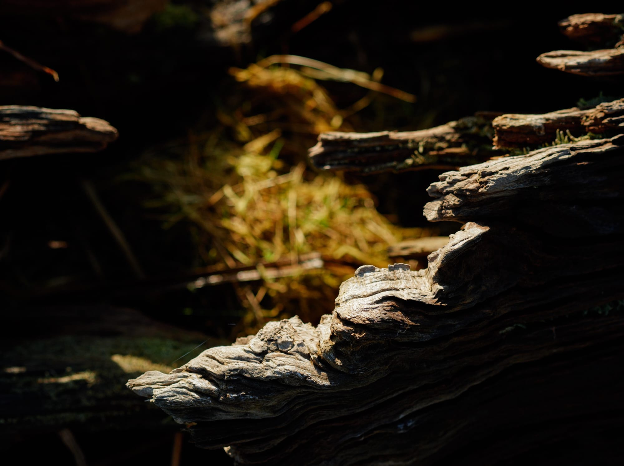 chiaroscuro fallen tree