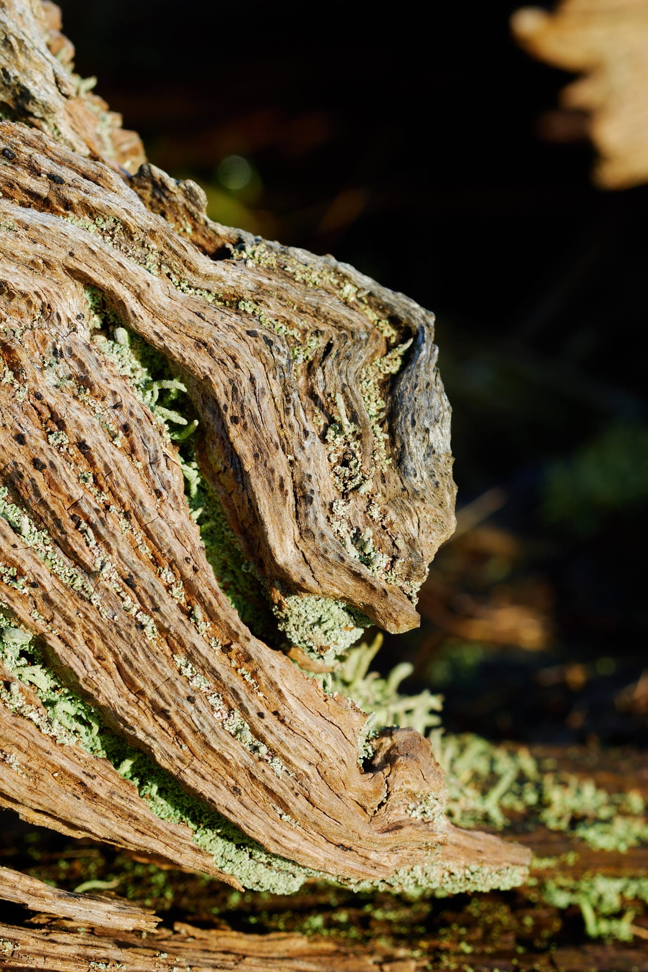 lichen-encrusted old tree