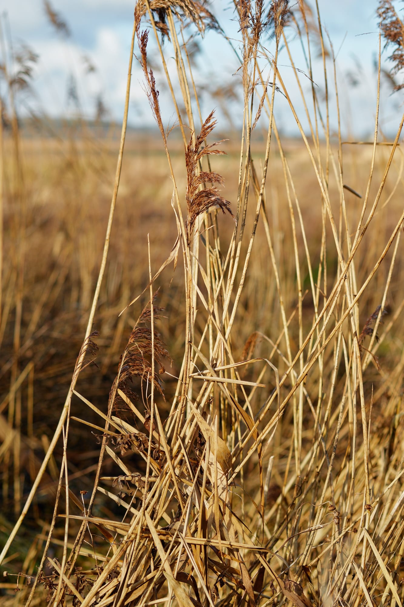 curved marsh grass stalks