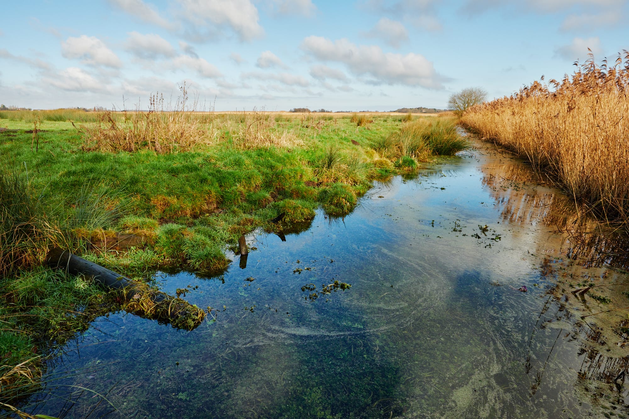 swirly algae patterns drainage channel