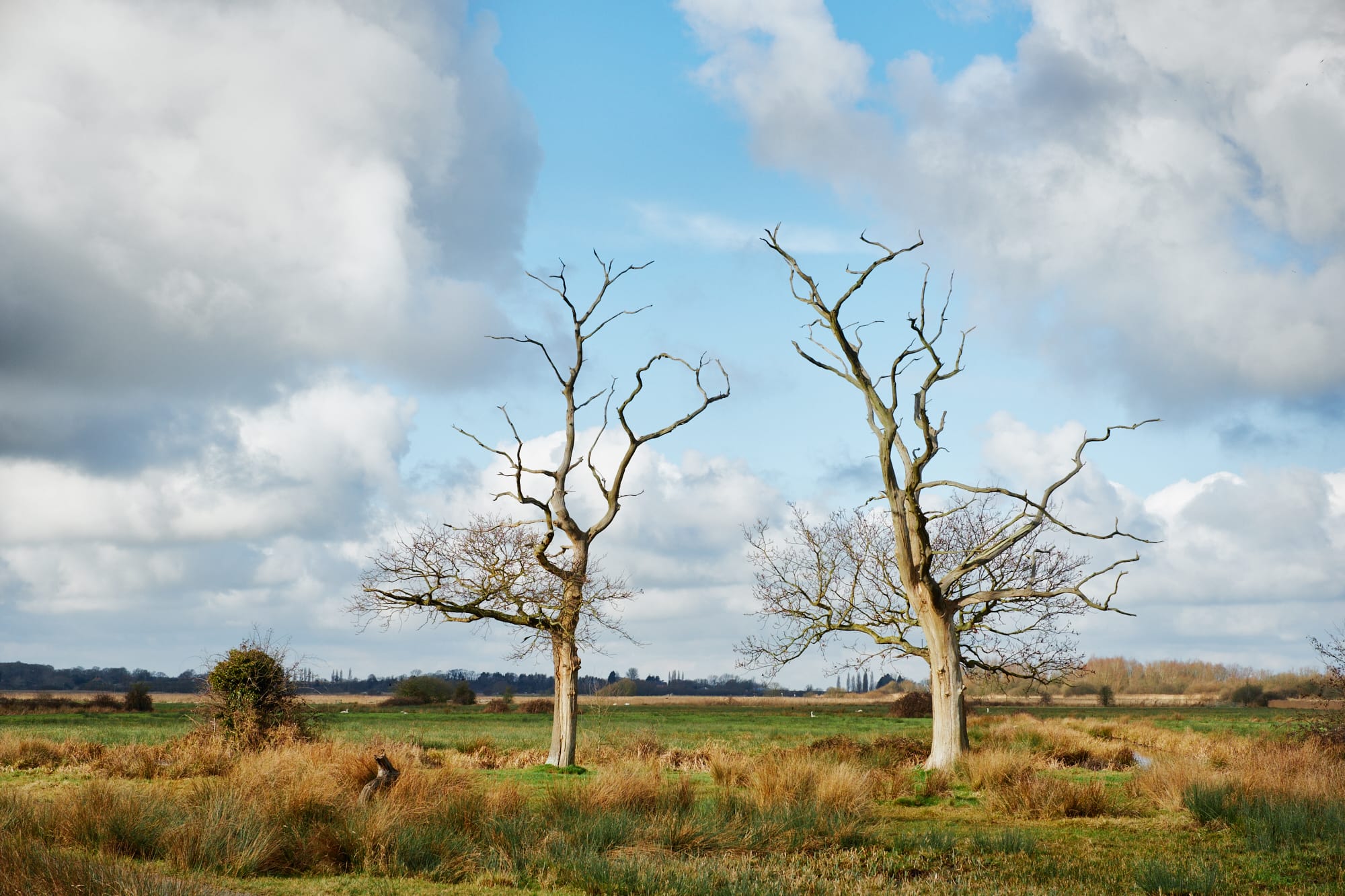 two bare trees