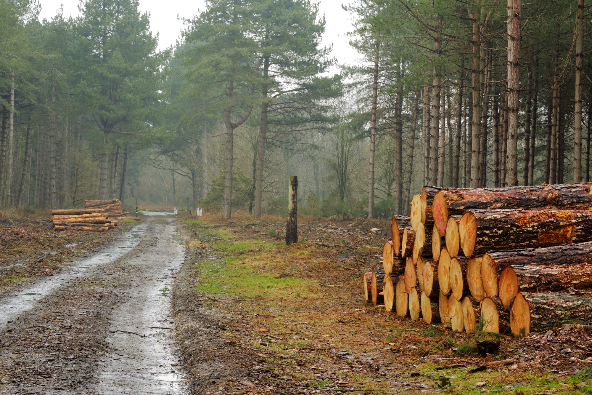 forest track with stacks of logs