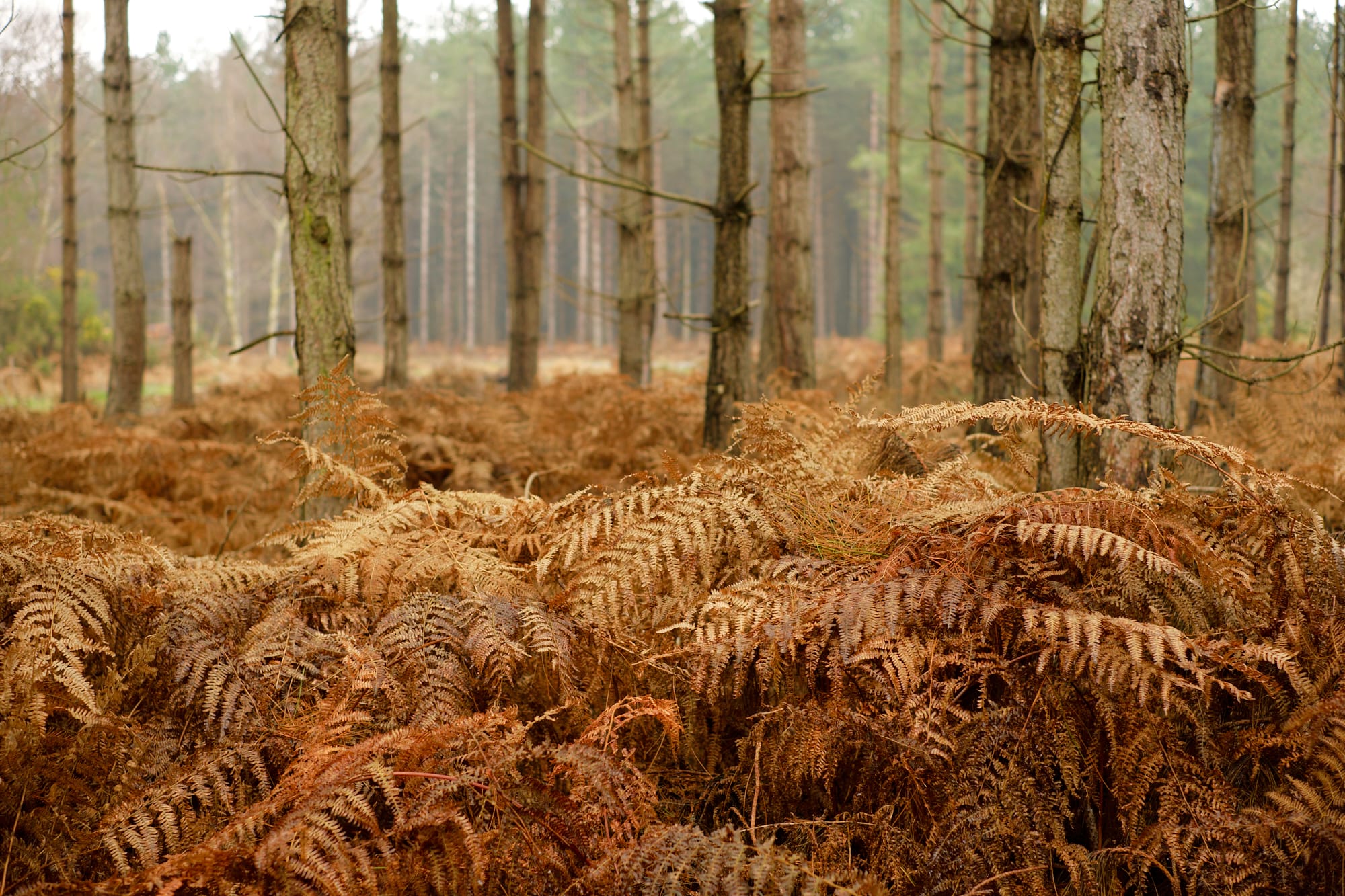 ridge of orange ferns