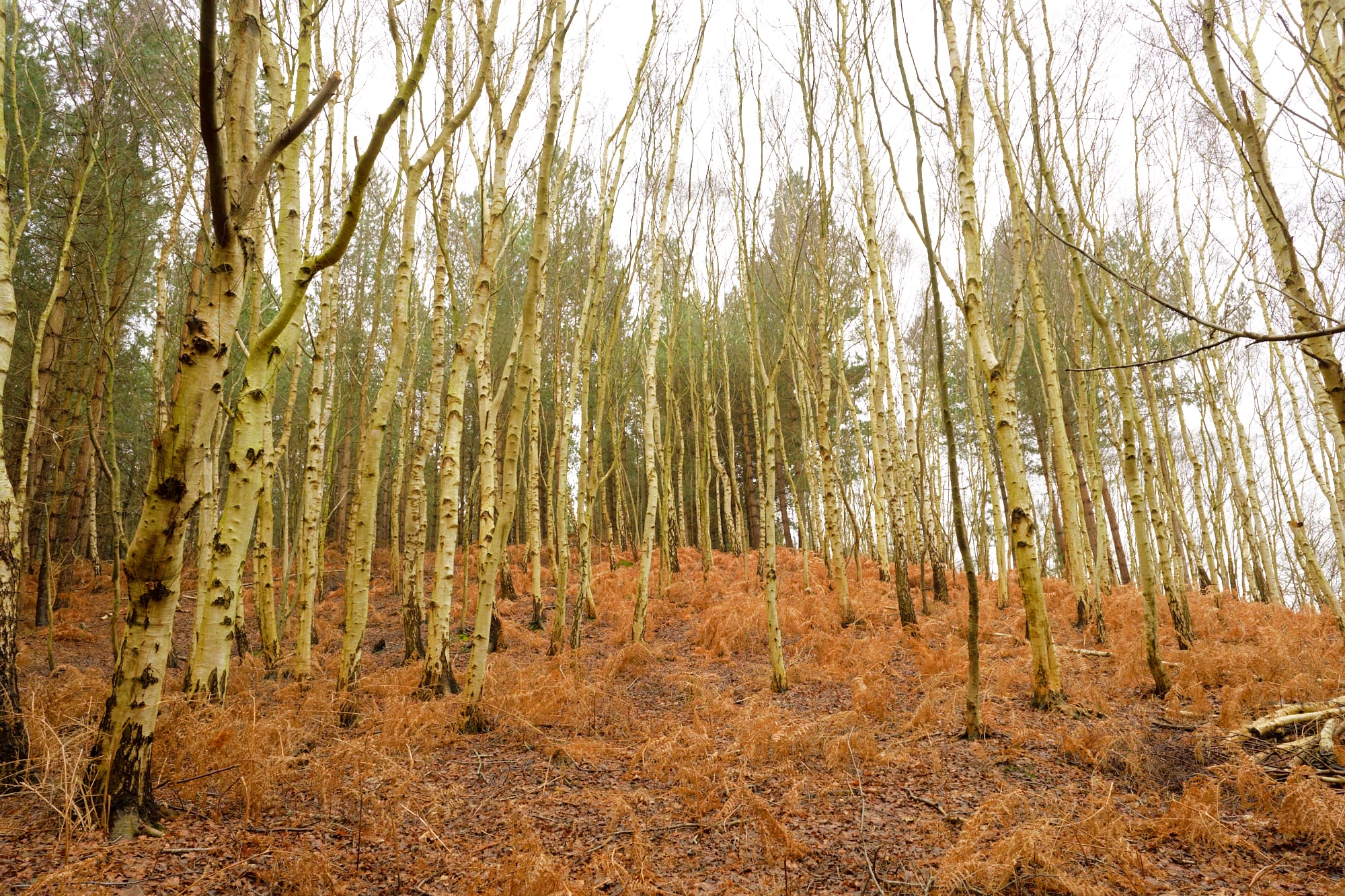 many birch trees