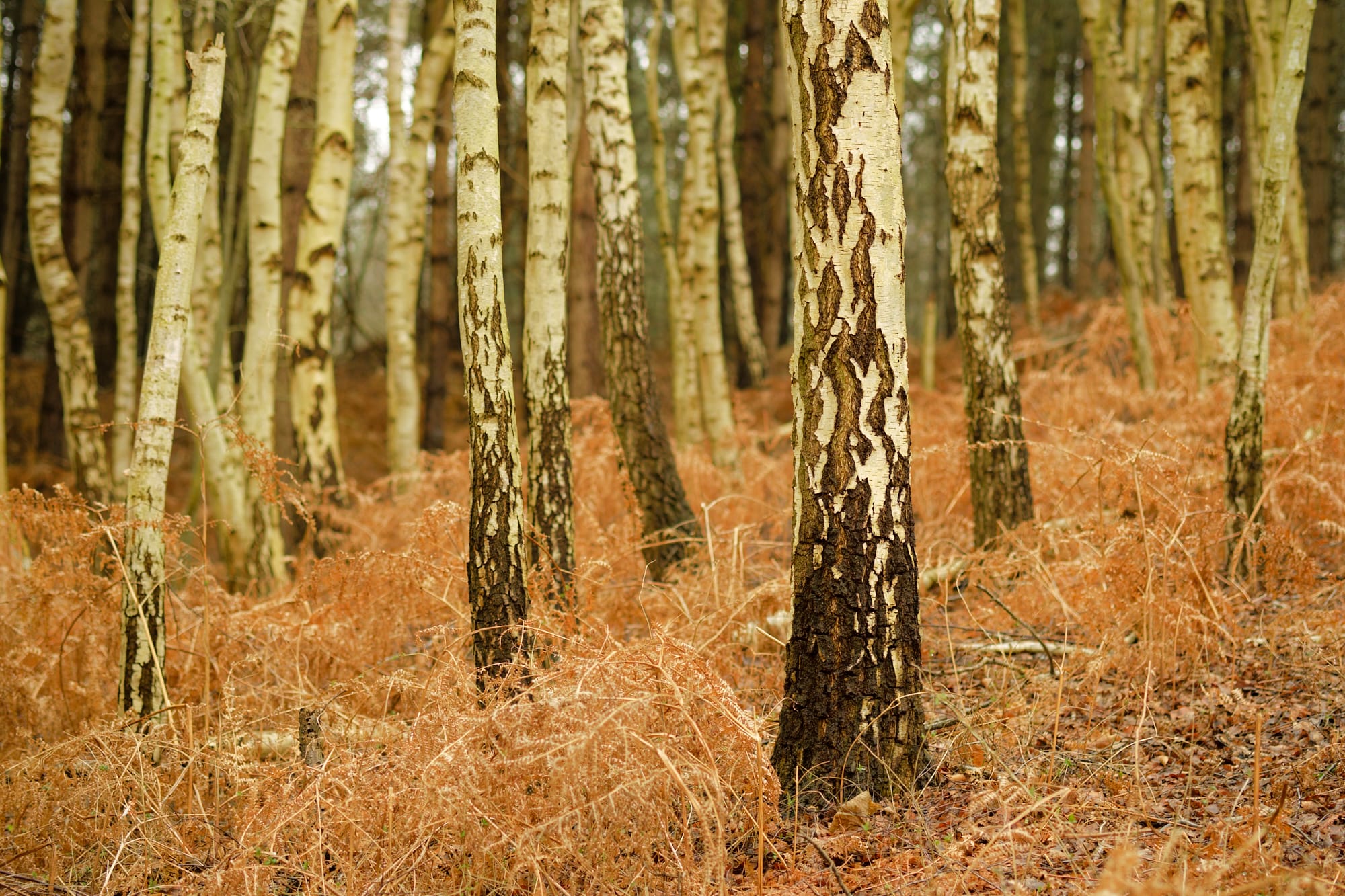 birch trees and orange ferns