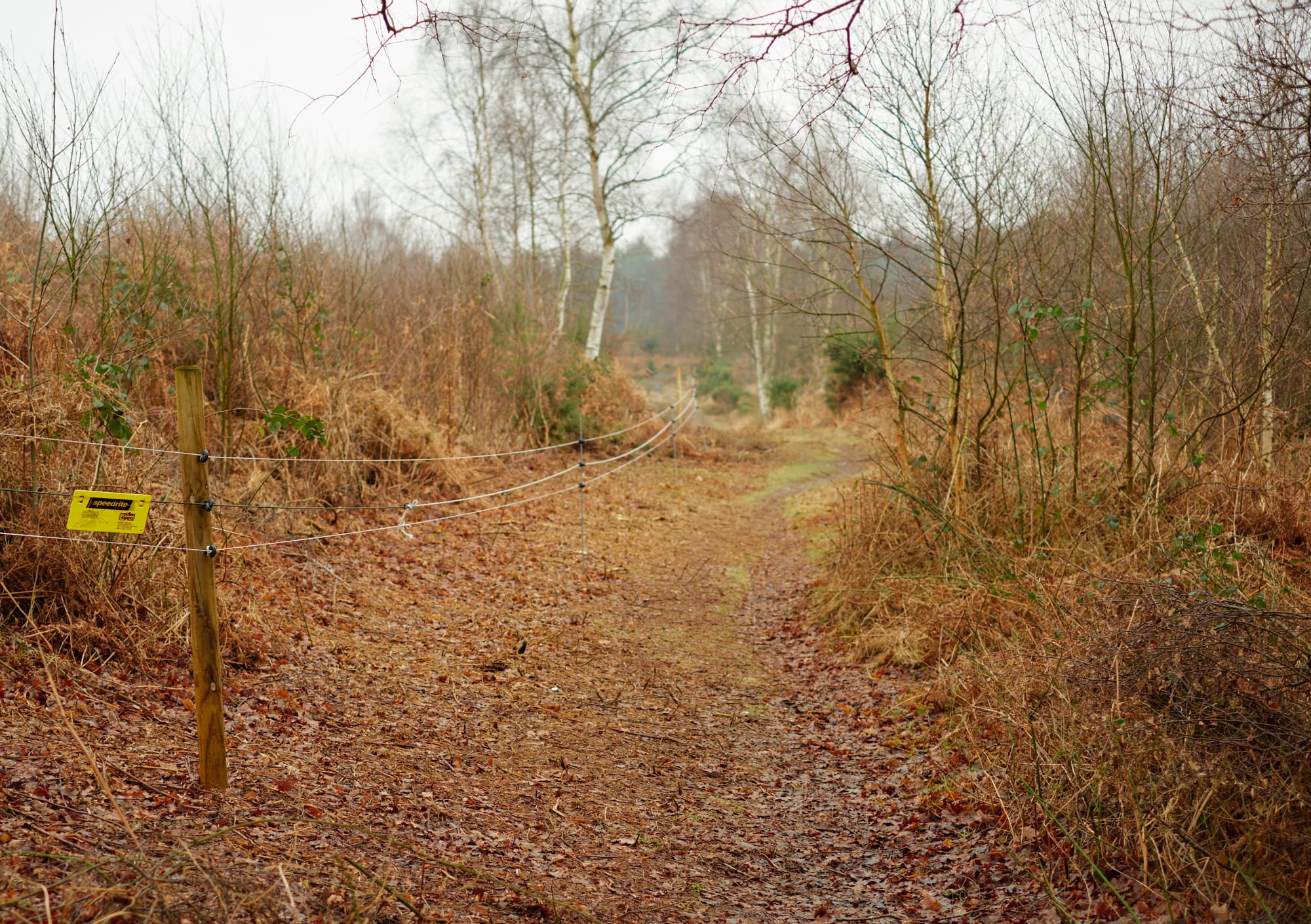 wire fence alongside a forest path