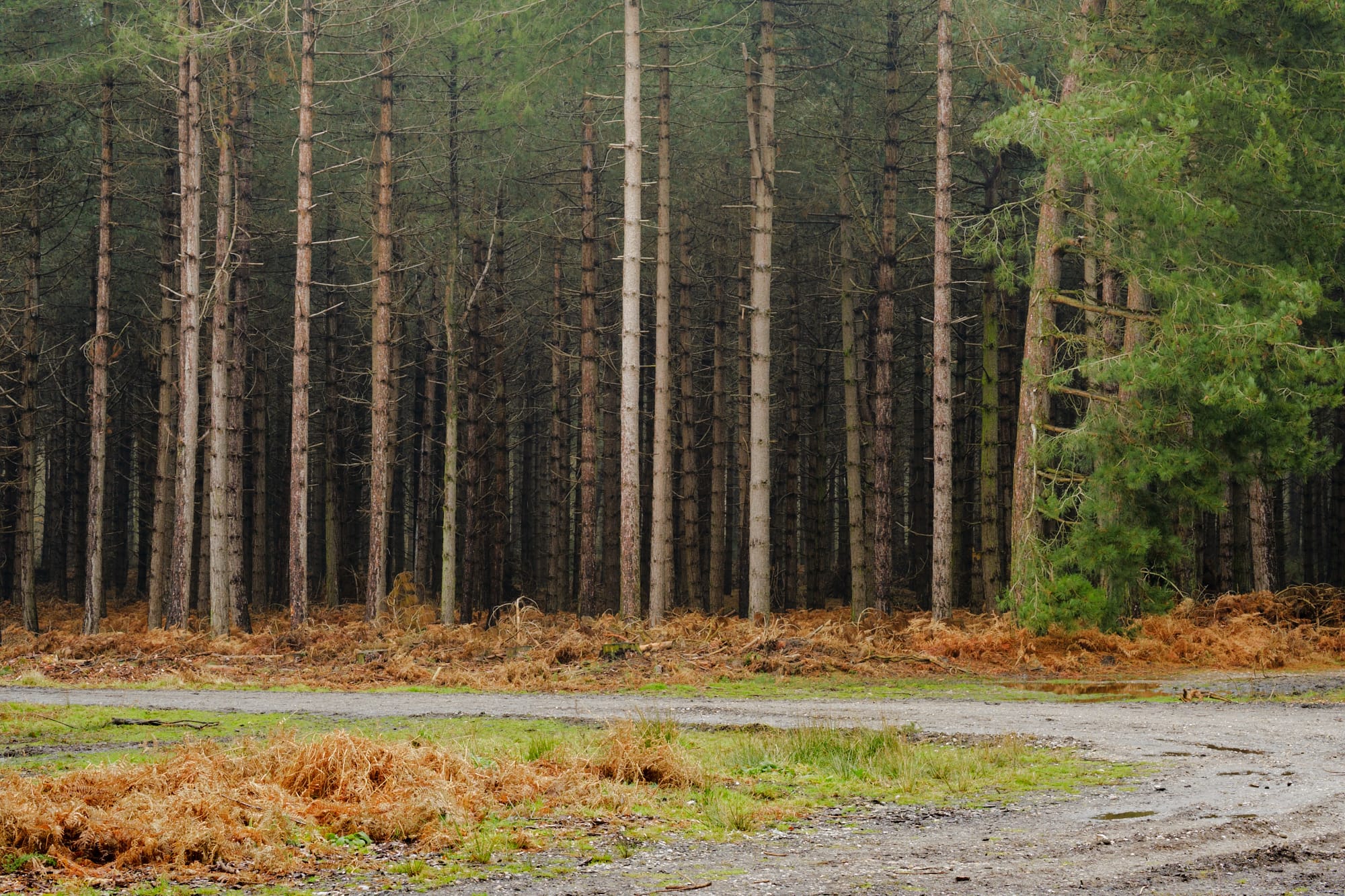 forest road edge