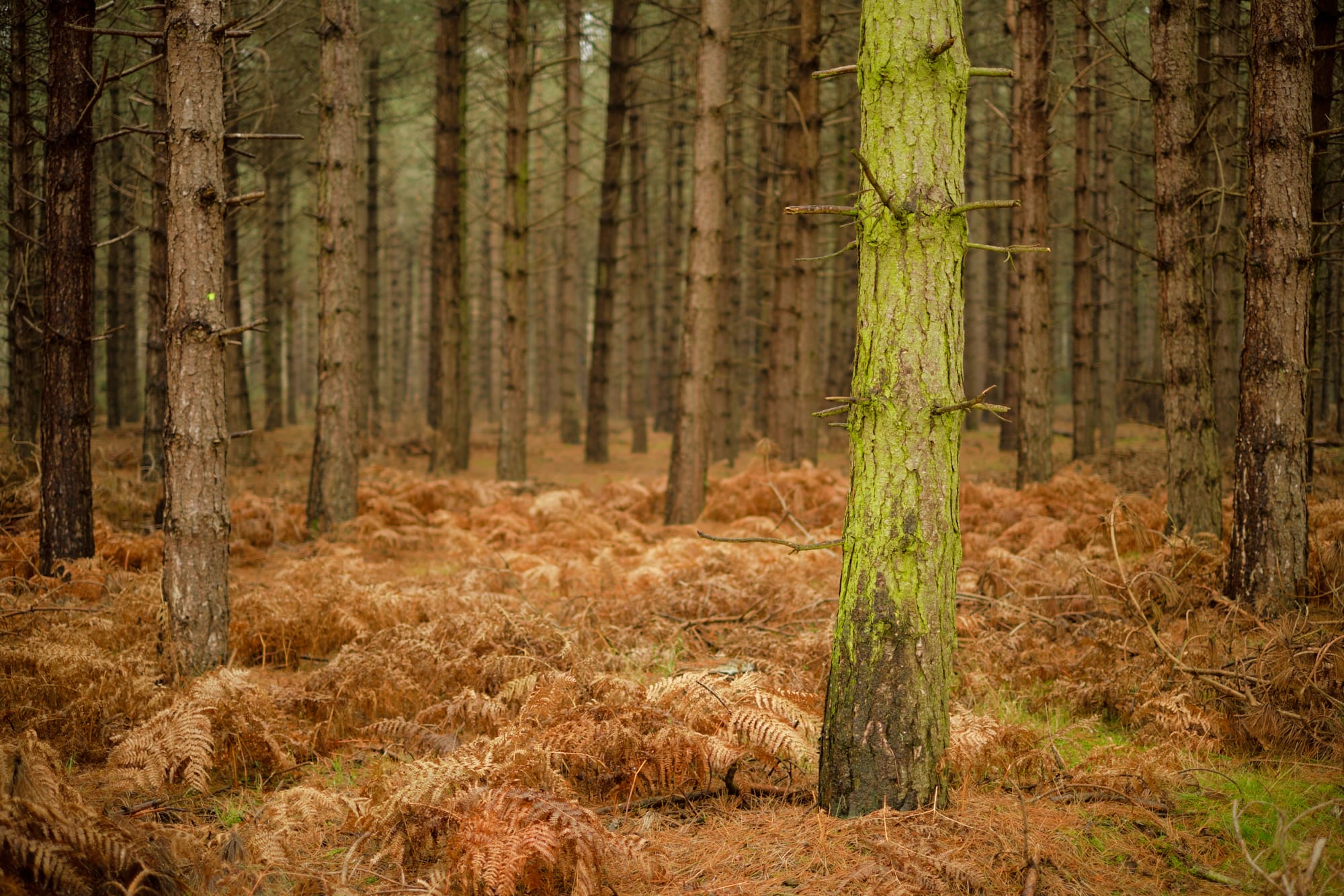 green tree amongst brown trees