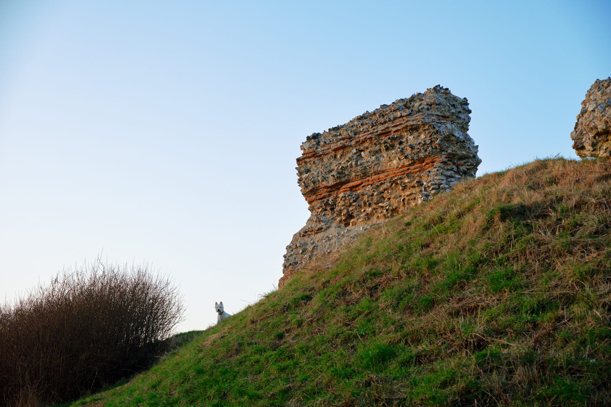 dog peering over the moat next to a section of wall